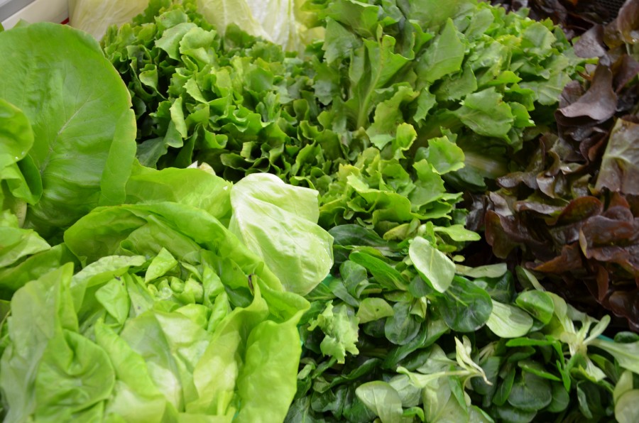 Salat - Priener Regional- und Biomarkt